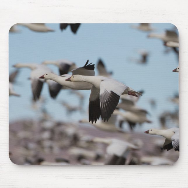 Förskjutning i Socorro-Himlar Musmatta (Framsidan)