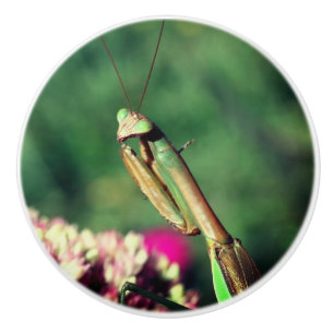 Försöka Mantis Up Close Knopp