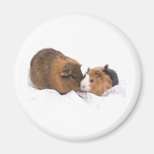 försökskanin magnet