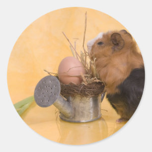 försökskanin runt klistermärke