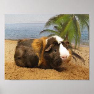 Försökskanin under palmträdaffischen poster