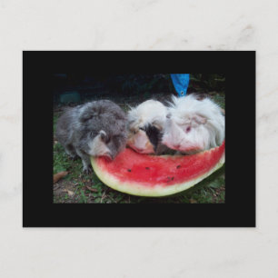 försökskaninar som eatting watermellon vykort