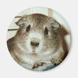 försökskaninmagnet magnet