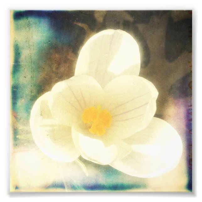 Första blomman i Vår Fototryck (Framsidan)