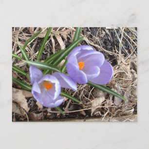 Första Crocus! - vykort