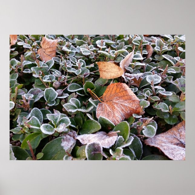 första frost poster (Framsidan)