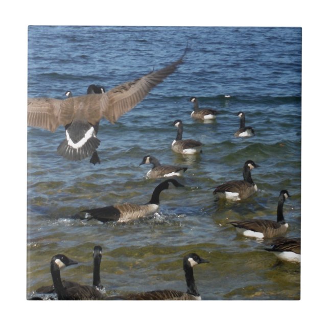 Första gäss som flyger på Sjö Kakelplatta (Framsidan)