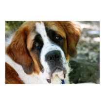 Första hund