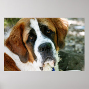 Första hund poster
