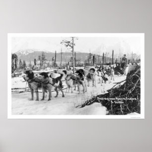 Första Hund Team Alaska 1910 Poster
