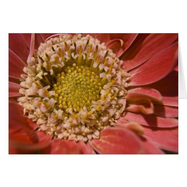 Första  kortet hälsningskort (Framsidan Horizontal)