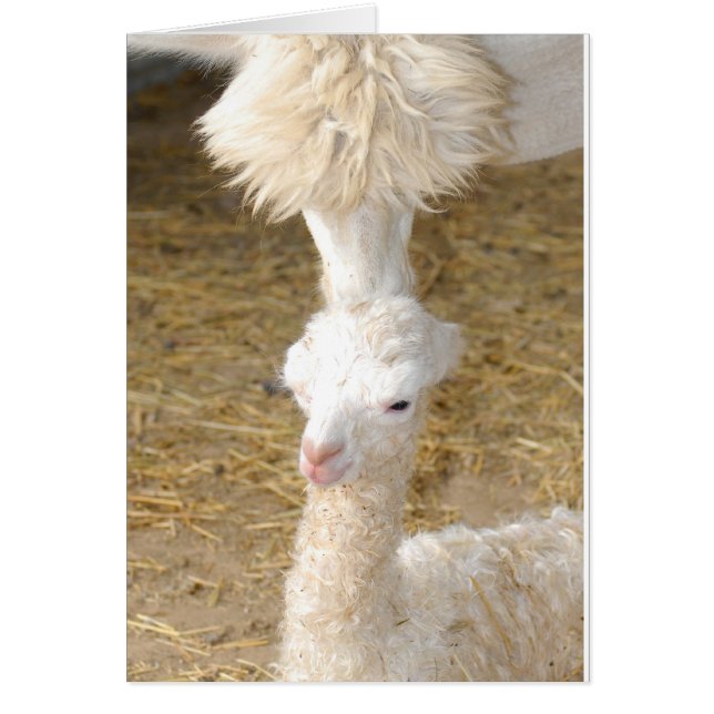 första kyss OBS kort (Framsidan)