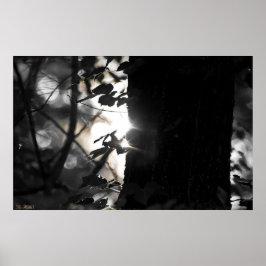 Första lätta bokeh i skogen Poster
