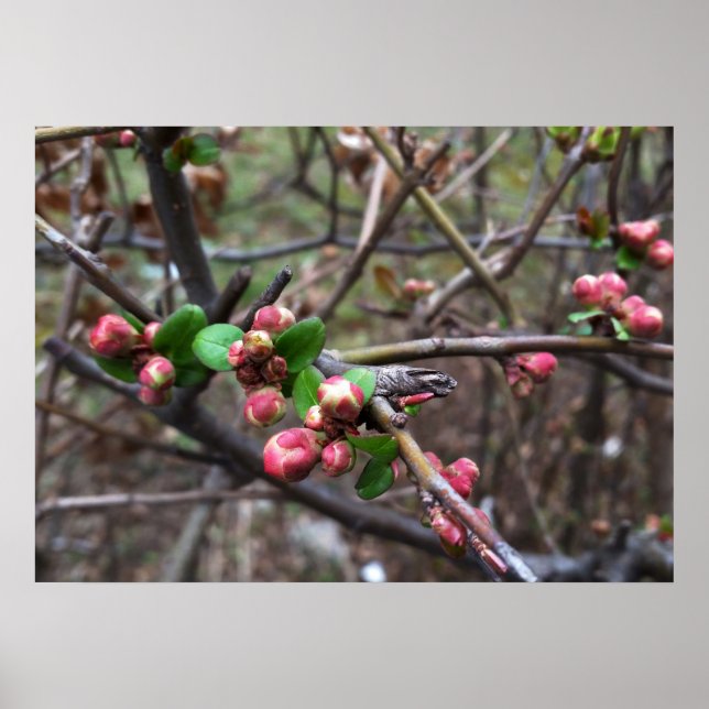 Första rosa bucklar poster (Framsidan)