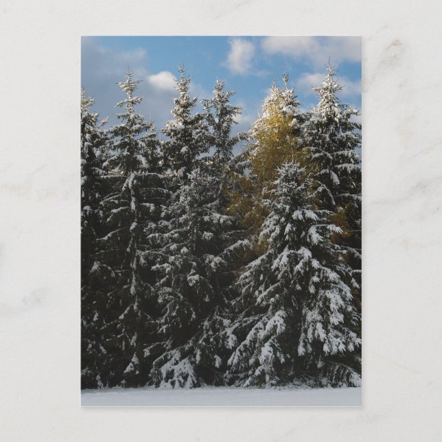 Första Snö 2009 Vykort (Framsida)