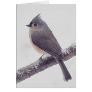 Första Snö - Tuftad timus Bird Hälsningskort