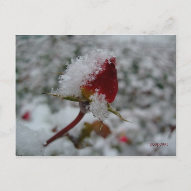 första snö vykort (Framsida)