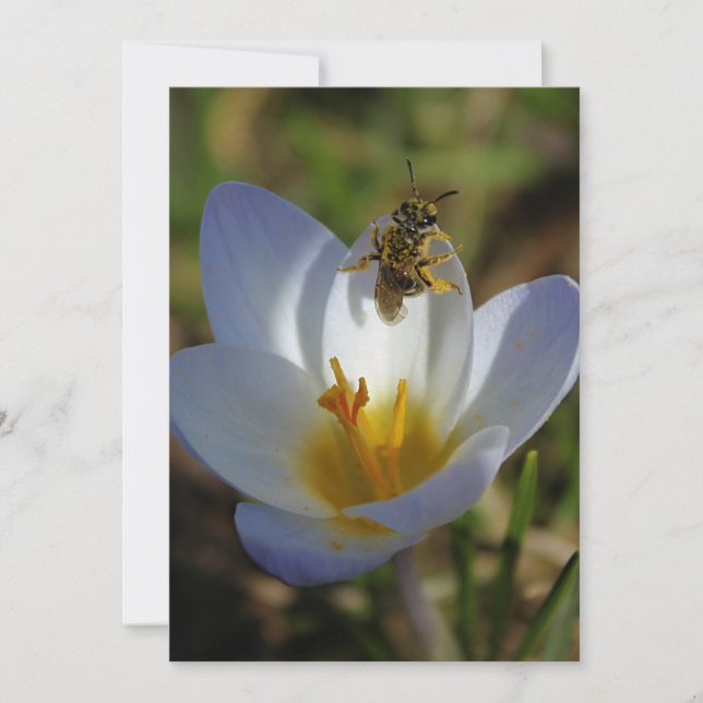 Första tecken på Vår (Framsida)