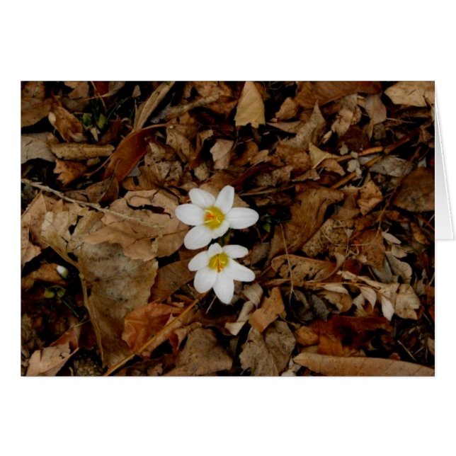 Första tecknet på Vår Hälsningskort (Framsidan Horizontal)