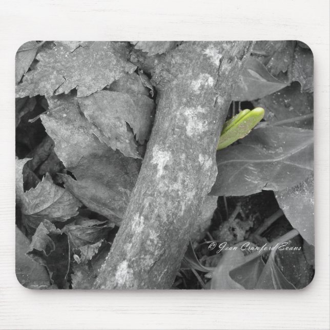 Första tecknet på Vår Musmatta (Framsidan)