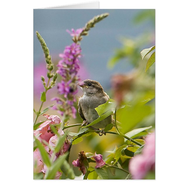 Första Vår Hälsningskort (Framsidan)