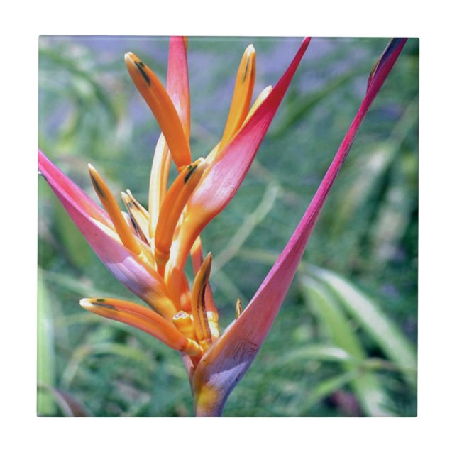Förstärkt Heliconia Flower Kakelplatta (Framsidan)