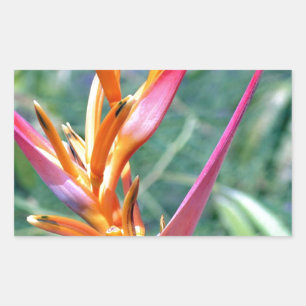 Förstärkt Heliconia Flower Rektangulärt Klistermärke