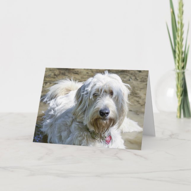 Förstås hundar hjälper att lindra smärta över kort (Framsida)