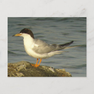 Forsters Tern-vykort Vykort