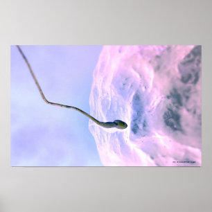 Förstorad look på en sperma som gödslar ett äg poster