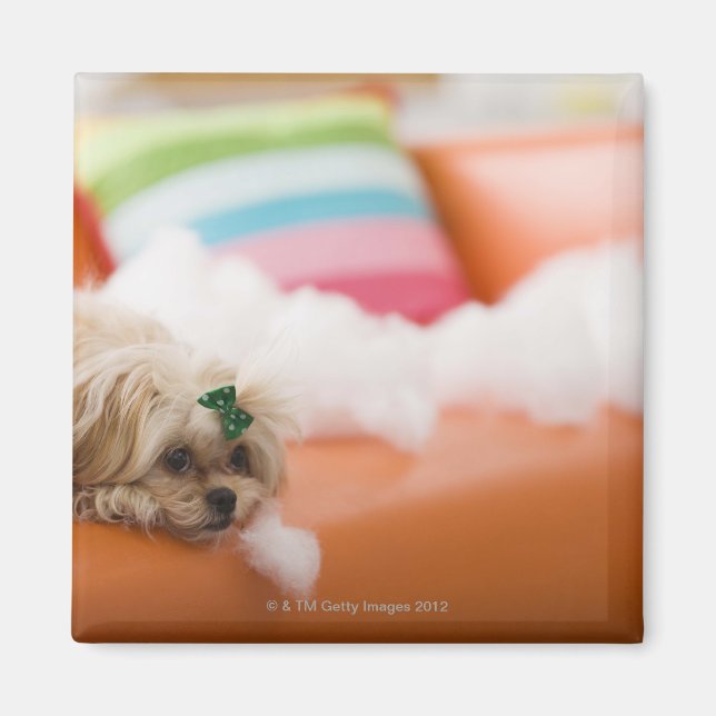 Förstörande hund magnet (Framsidan)