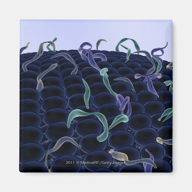 Förstorat cellmembran magnet (Framsidan)