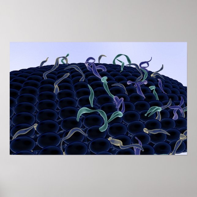 Förstorat cellmembran poster (Framsidan)