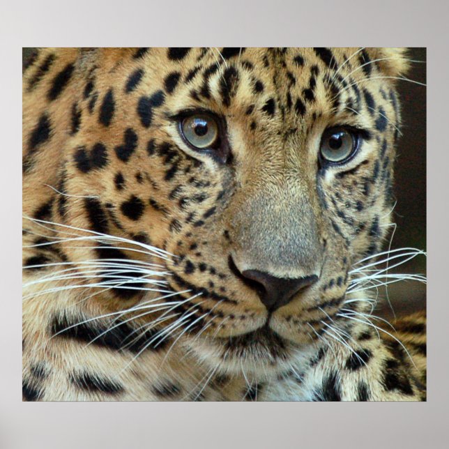 Förstörelse Poster (Framsidan)