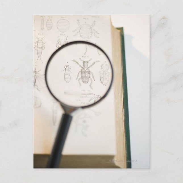Förstoringsglas över bok som visar insekter vykort (Framsida)