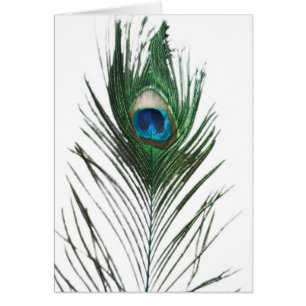 Förstört Peacock Feather Hälsningskort