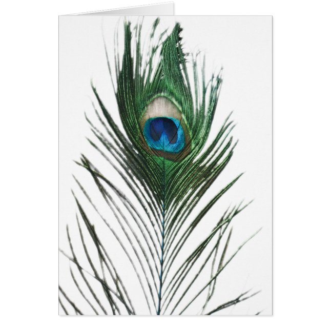 Förstört Peacock Feather Hälsningskort (Framsidan)