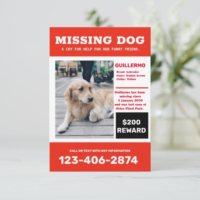 Försvunnen hund foto annons affisch inbjudningar (Stående Fram)