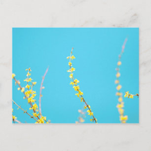 Forsythia 3 vykort