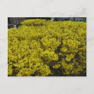 Forsythia Fält Vykort