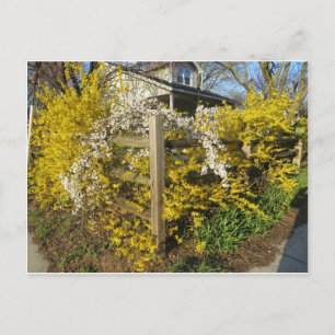 Forsythia Fence Vykort