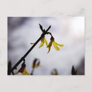 Forsythia Helg Vykort