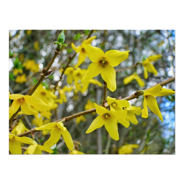 Forsythia i Springtime Fototryck (Framsidan)