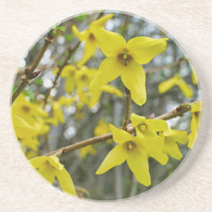 Forsythia i Springtime Underlägg