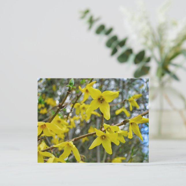 Forsythia i Springtime Vykort (Stående Fram)