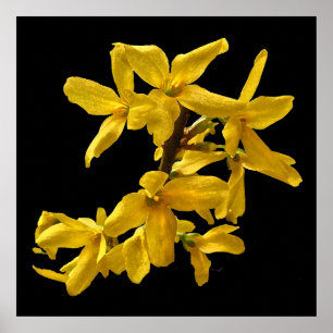 Forsythia Skriv ut Poster