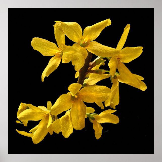Forsythia Skriv ut Poster (Framsidan)