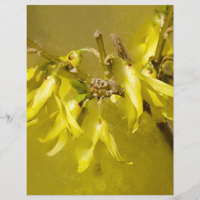 Forsythia - Springtime Sunshine (Framsida)