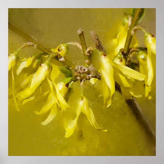 Forsythia - Springtime Sunshine Poster (Framsidan)
