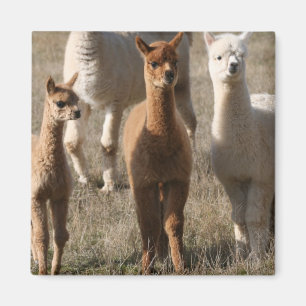 Förtjusande Alpacas Magnet